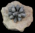Club Urchin (Firmacidaris) Fossil - Jurassic #39145-4